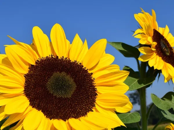 Blick auf Sonnenblumen vor blauem Himmel